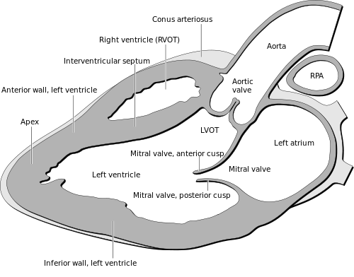 File:Heart normal lpla echo view.png