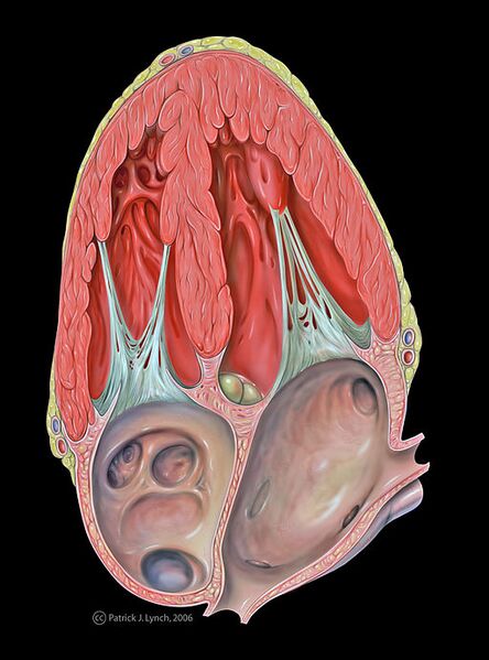 File:Heart apical 4c anatomy.jpg