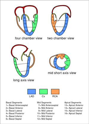 TEE coronary region.svg