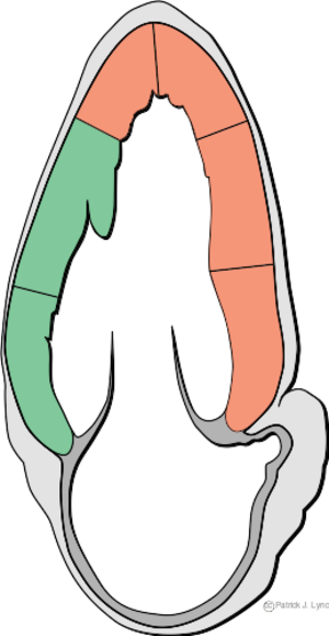 Heart apical 2chamber myocadial regions.svg
