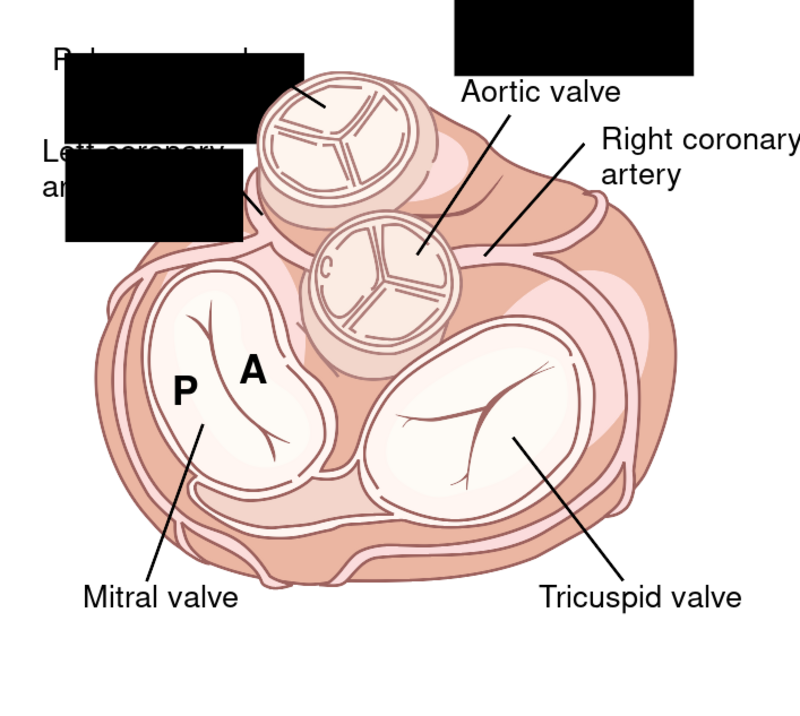 Mitral valve anatomy pdf torrent la liga en el luna park con gustavo cordera torrent