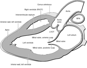 Heart normal lpla echo.svg