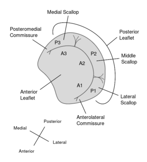 TEE mitral valve.svg