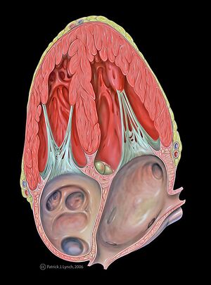 Heart apical 4c anatomy.jpg